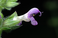 Salvia verbenaca